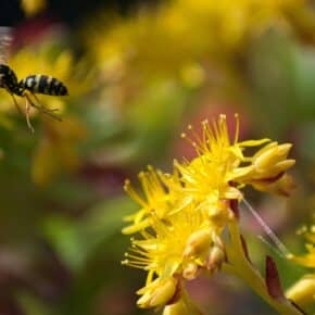 Ihh, was krabbelt denn da? – Die Top 5 der nervigsten Insekten