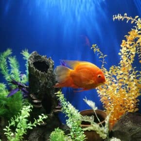 Krankheiten im Aquarium erkennen, behandeln und vermeiden – 10 Tipps