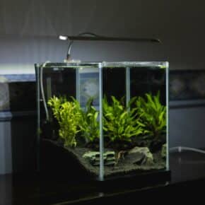 Ein Aquarium anschaffen – diese 10 Dinge sollte man unbedingt wissen