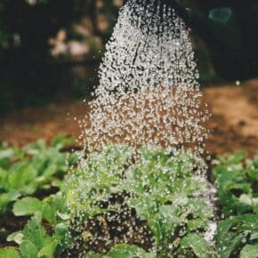 10 Tipps, wie Sie im Frühling den Garten auf Vordermann bringen