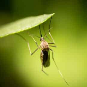 Die 10 gefährlichsten Tiere der Erde