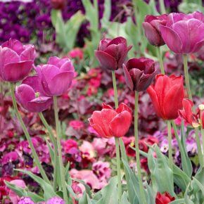 Deshalb sollten Tulpenzwiebeln ausgegraben werden