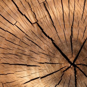 10 Fakten zum Thema Holz