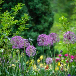 Grenzen für den Garten: Hecke, Mauer oder Zaun?